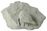 Cystoid (Holocystites) Fossil - Indiana #232700-1